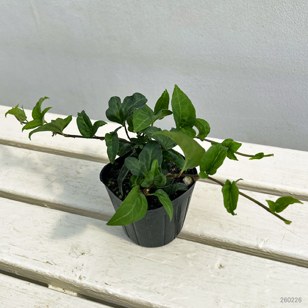 ヘデラ（アイビー）：サザナミ3号ポット