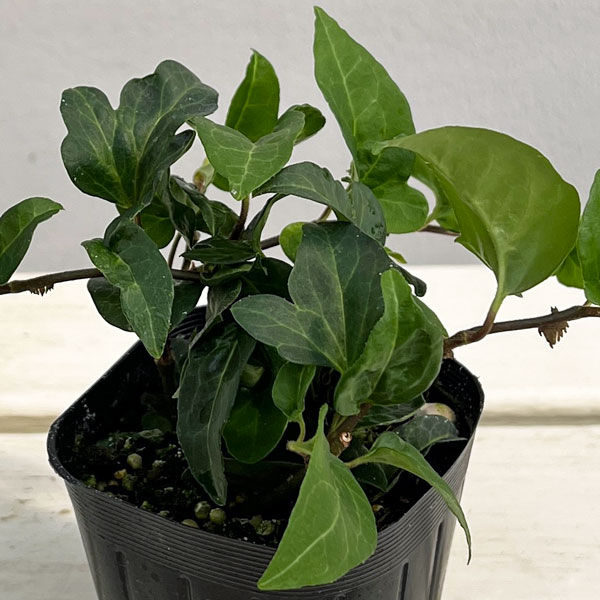 ヘデラ（アイビー）：サザナミ3号ポット