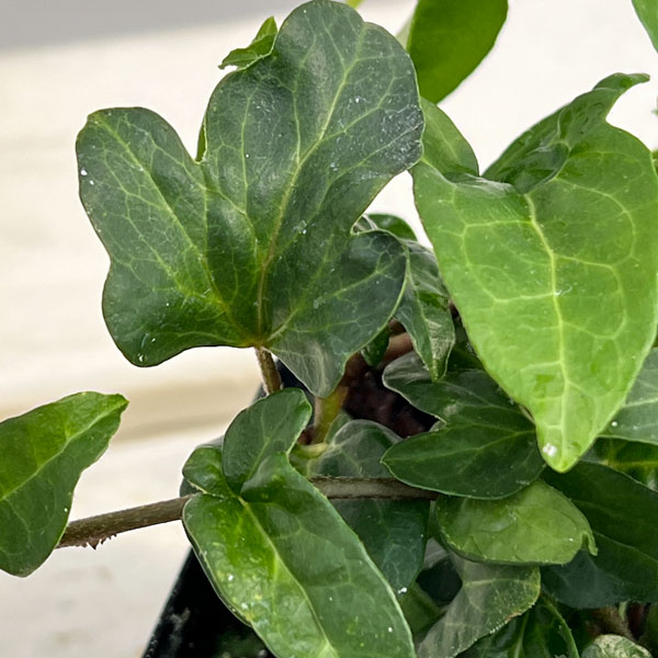 ヘデラ（アイビー）：サザナミ3号ポット