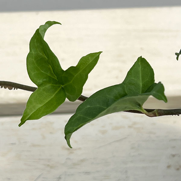 ヘデラ（アイビー）：サザナミ3号ポット