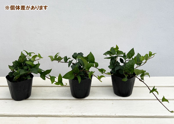ヘデラ（アイビー）：サザナミ3号ポット