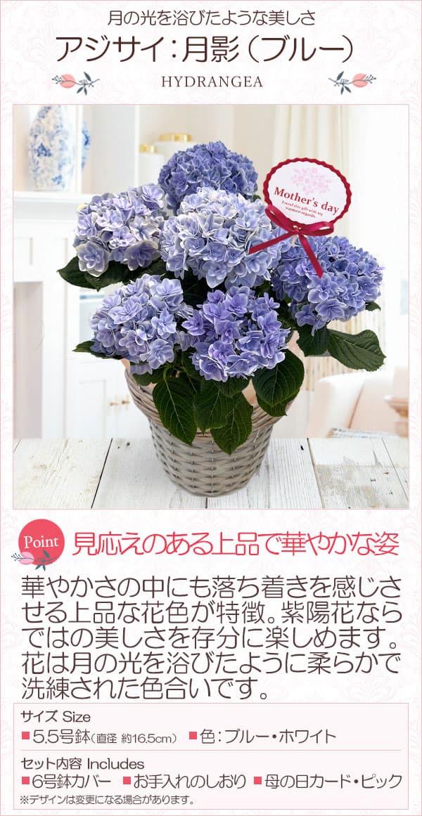 [送料無料][2026年 母の日ギフト][予約]アジサイ：月影（ゲツエイ）ブルー5.5号鉢植え*[あじさい 母の日プレゼント]