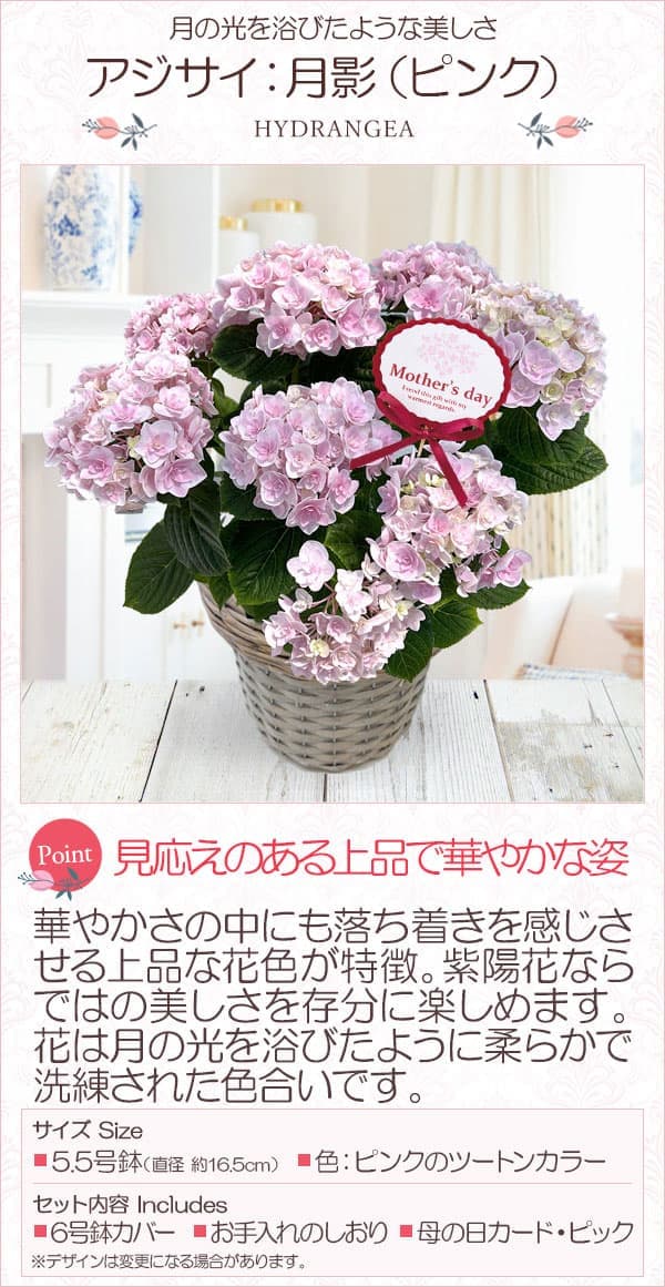 [送料無料][2026年 母の日ギフト][予約]アジサイ：月影（ゲツエイ）ピンク5.5号鉢植え*[あじさい 母の日プレゼント]
