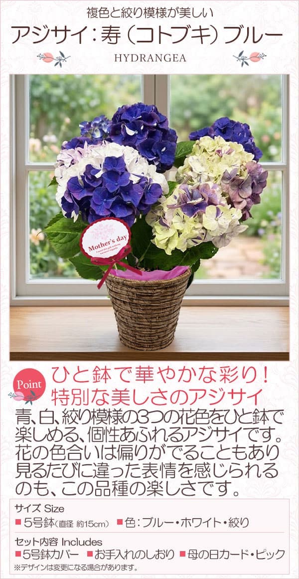 [送料無料][2026年 母の日ギフト][予約]アジサイ：寿（コトブキ）ブルー 5号鉢植え*[あじさい 母の日プレゼント]