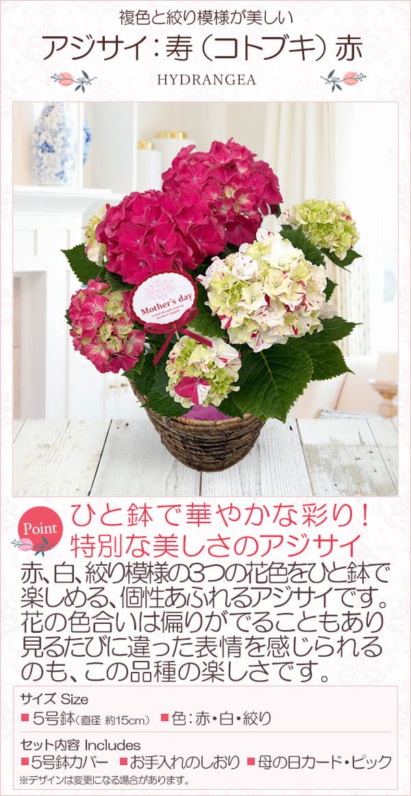 [送料無料][2026年 母の日ギフト][予約]アジサイ：寿（コトブキ）赤 5号鉢植え*[あじさい 母の日プレゼント]