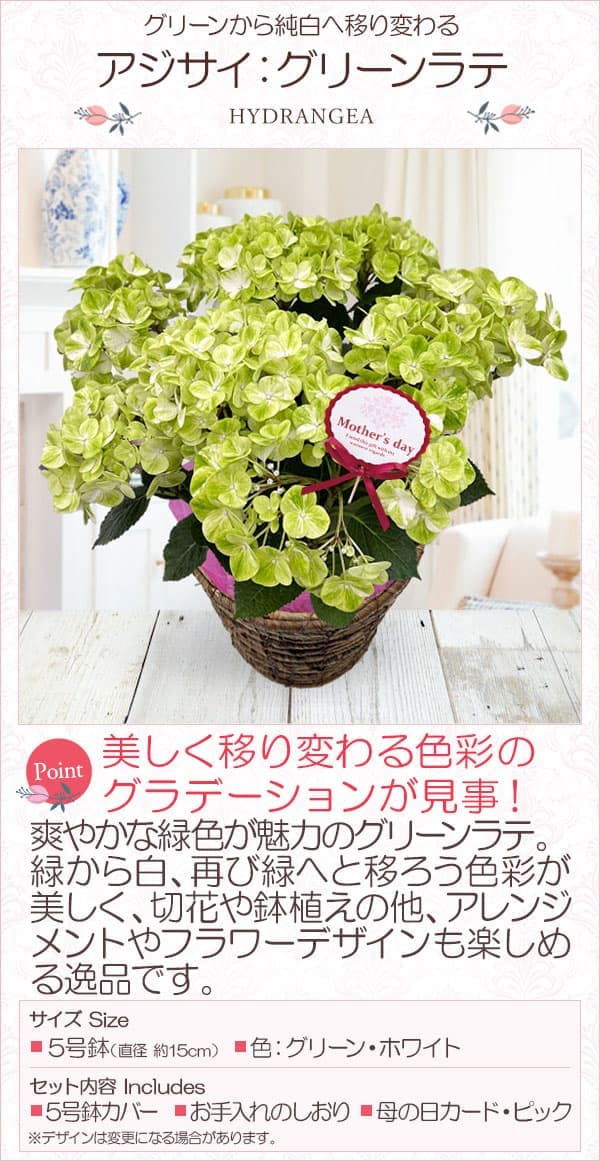 [送料無料][2026年 母の日ギフト][予約]アジサイ：グリーンラテ 5号鉢植え*[あじさい 母の日プレゼント]