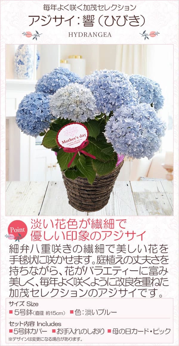 [送料無料][2026年 母の日ギフト][予約]アジサイ：響（ひびき）ブルー5号鉢植え*[あじさい 母の日プレゼント]