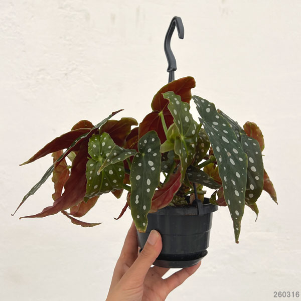 ベゴニア：ポルカドット3.5号吊り鉢