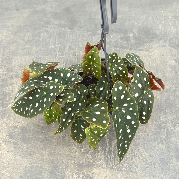 ベゴニア：ポルカドット3.5号吊り鉢