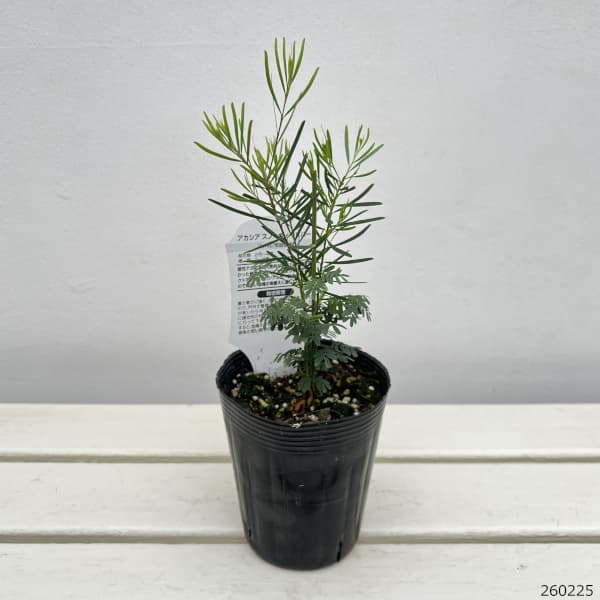 アカシア:スノーウィリバー(ブアマニー)3.5号ポット