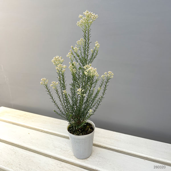 ライスフラワー・カラーサプライズ ホワイト2.5号ポット