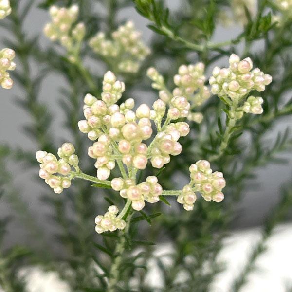 ライスフラワー・カラーサプライズ ホワイト2.5号ポット