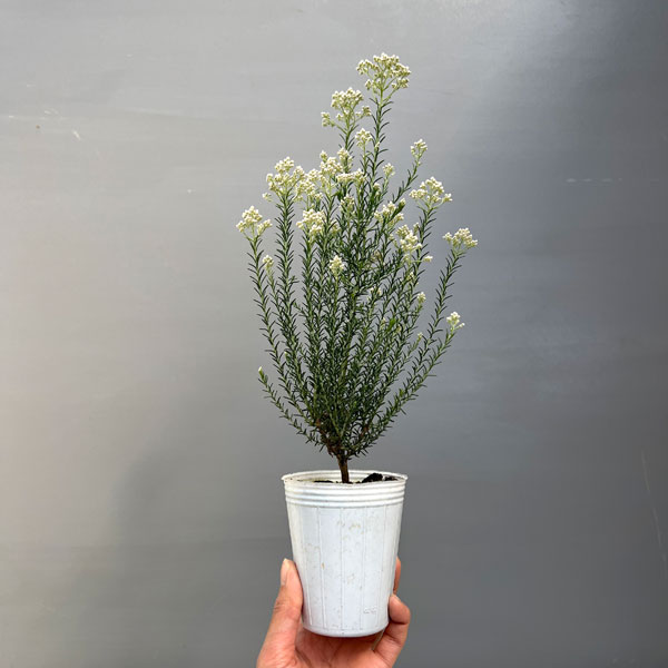 ライスフラワー・カラーサプライズ ホワイト2.5号ポット