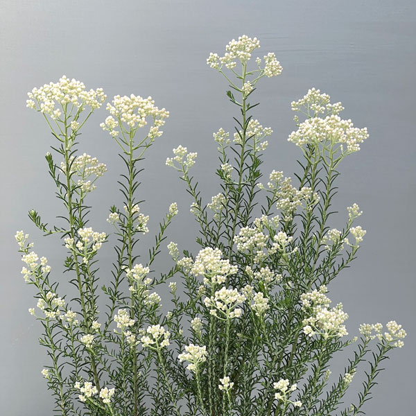 ライスフラワー・カラーサプライズ ホワイト2.5号ポット