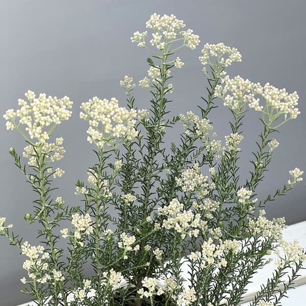 ライスフラワー・カラーサプライズ ホワイト2.5号ポット