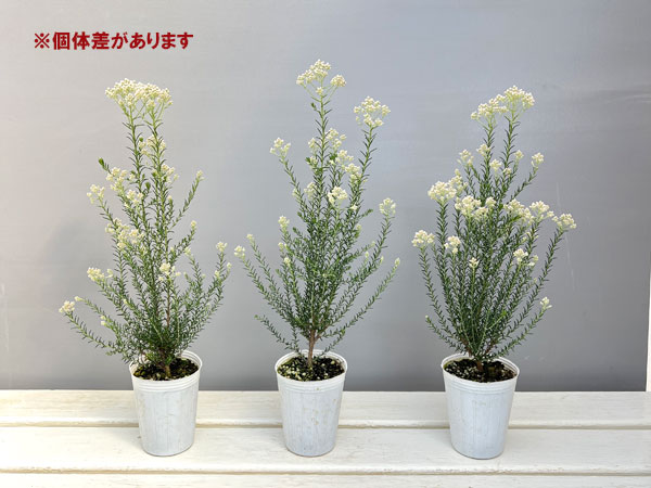 ライスフラワー・カラーサプライズ ホワイト2.5号ポット