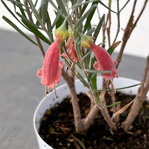 エレモフィラ　ダスキー3.5号ポット