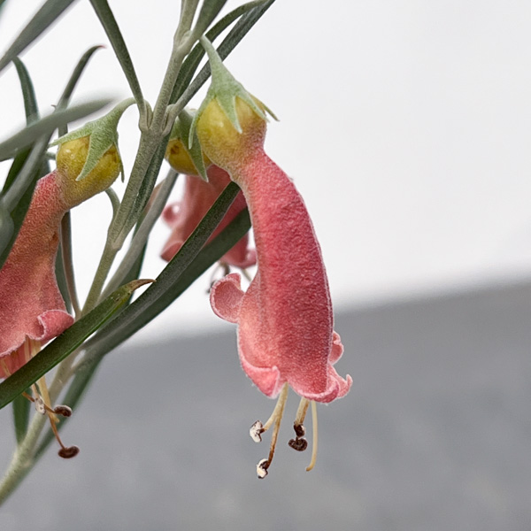 エレモフィラ　ダスキー3.5号ポット