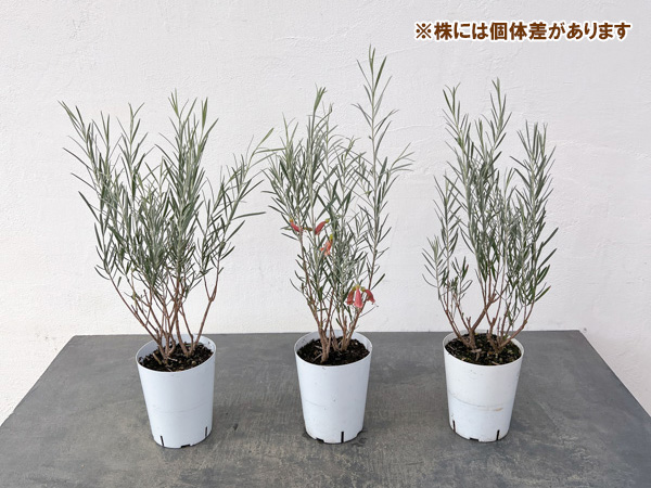 エレモフィラ　ダスキー3.5号ポット