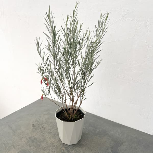 エレモフィラ　ダスキー5号鉢植え