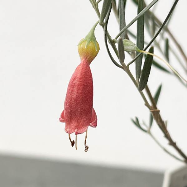 エレモフィラ　ダスキー5号鉢植え