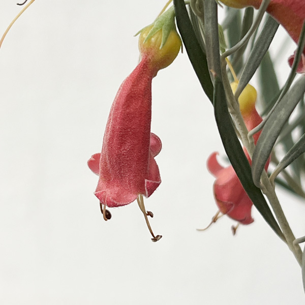 エレモフィラ　ダスキー5号鉢植え