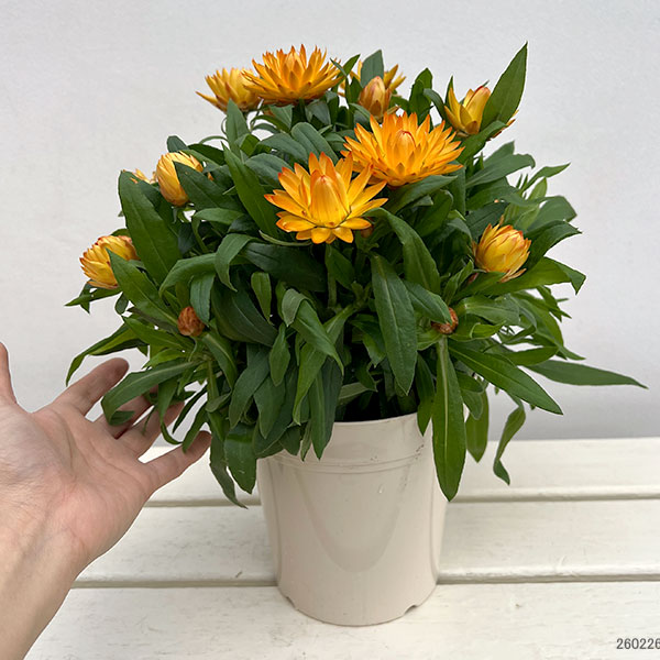 ヘリクリサム：モハベ　イエロー系 5号鉢