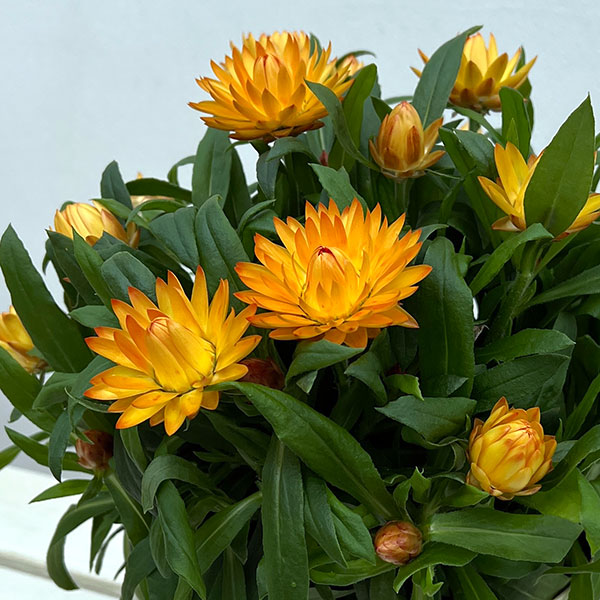 ヘリクリサム：モハベ　イエロー系 5号鉢