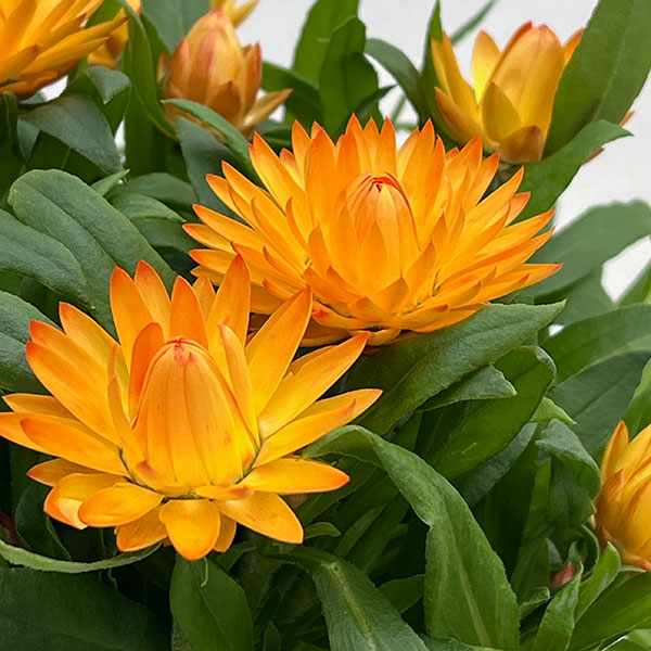 ヘリクリサム：モハベ　イエロー系 5号鉢