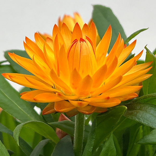 ヘリクリサム：モハベ　イエロー系 5号鉢