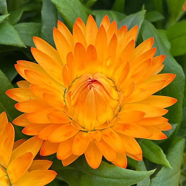 ヘリクリサム：モハベ　イエロー系 5号鉢