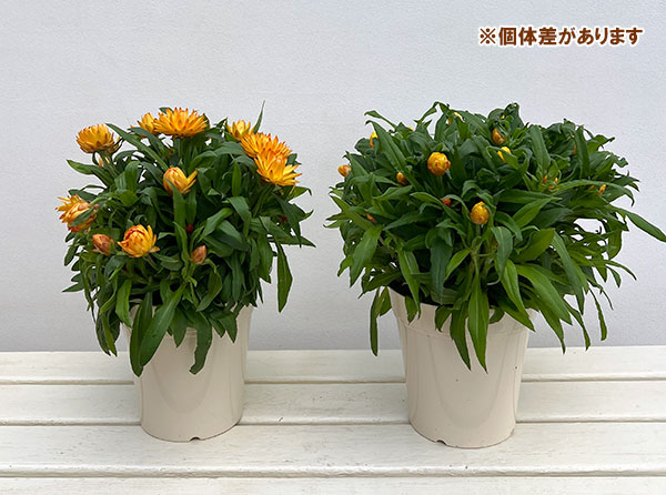 ヘリクリサム：モハベ　イエロー系 5号鉢