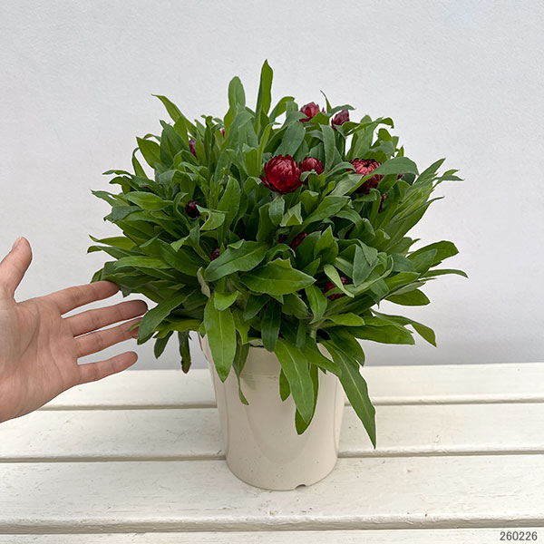 ヘリクリサム：モハベ　ダークレッド5号鉢