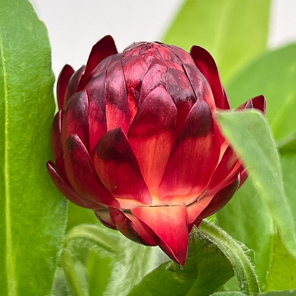 ヘリクリサム：モハベ　ダークレッド5号鉢