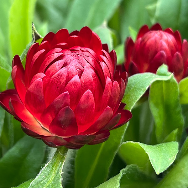 ヘリクリサム：モハベ　ダークレッド5号鉢