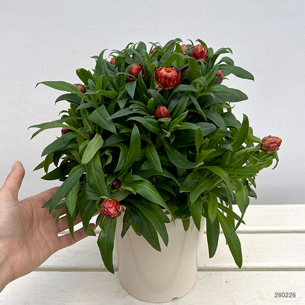 ヘリクリサム：モハベ　オレンジ系5号鉢