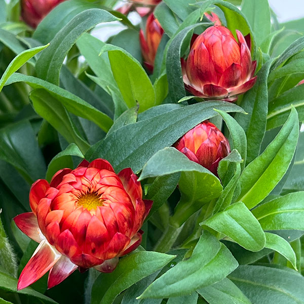 ヘリクリサム：モハベ　オレンジ系5号鉢