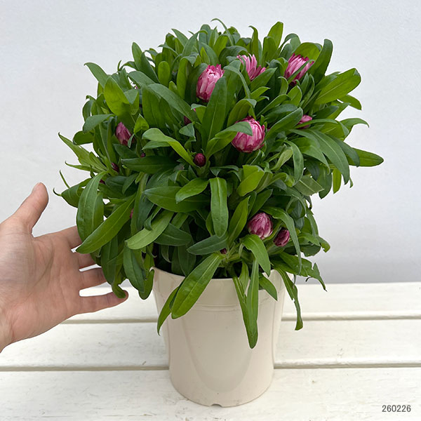 ヘリクリサム：モハベ　ピンク5号鉢