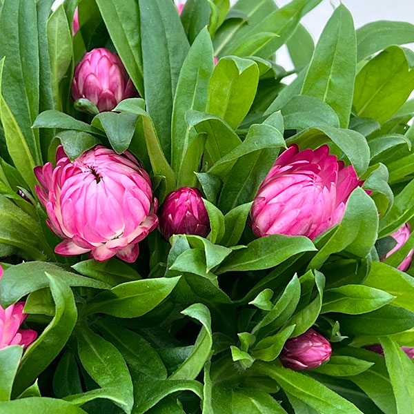 ヘリクリサム：モハベ　ピンク5号鉢