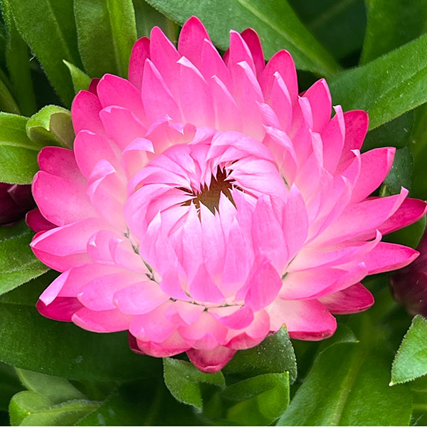 ヘリクリサム：モハベ　ピンク5号鉢