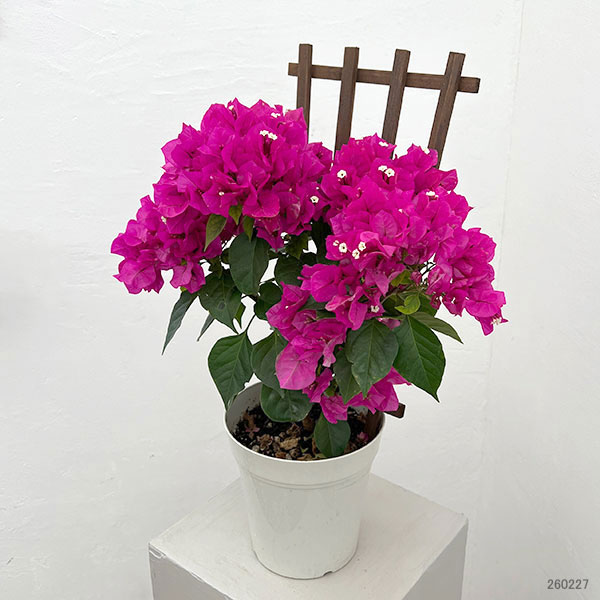 ブーゲンビレア：ベラ（濃桃色）トレリス仕立て 5号鉢植え