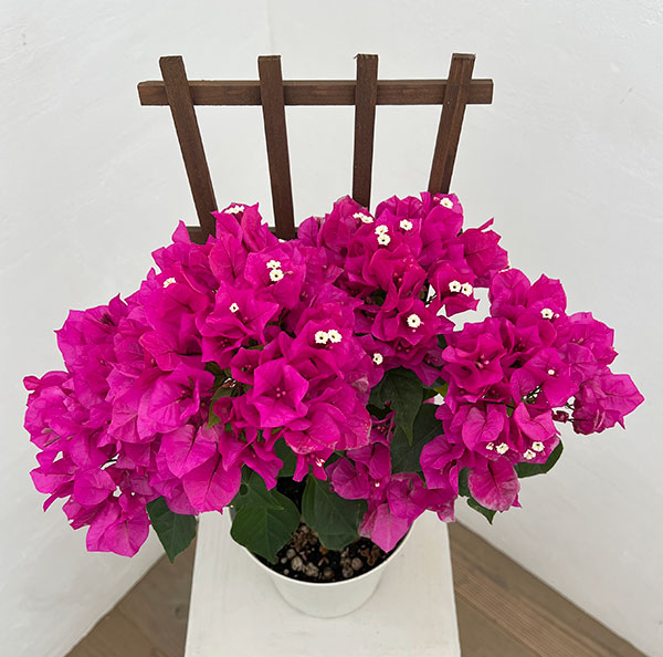 ブーゲンビレア：ベラ（濃桃色）トレリス仕立て 5号鉢植え