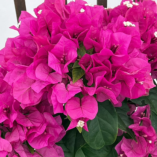 ブーゲンビレア：ベラ（濃桃色）トレリス仕立て 5号鉢植え