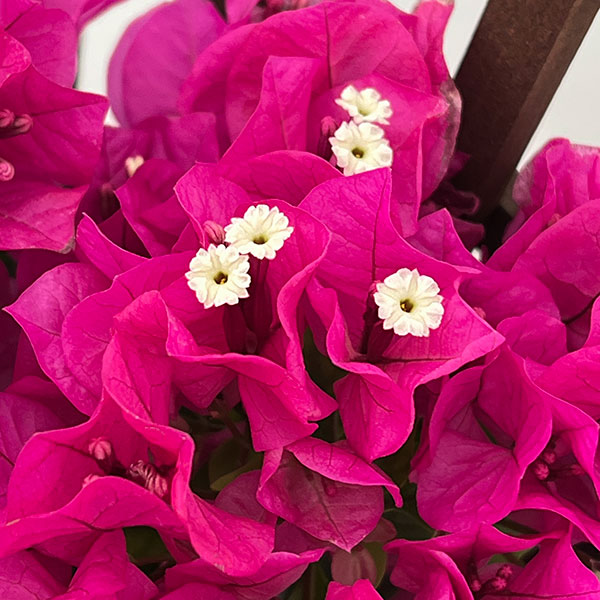 ブーゲンビレア：ベラ（濃桃色）トレリス仕立て 5号鉢植え