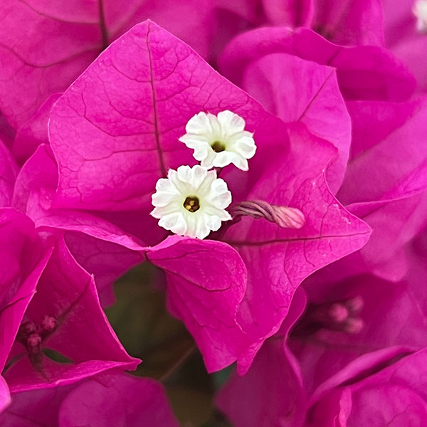 ブーゲンビレア：ベラ（濃桃色）トレリス仕立て 5号鉢植え