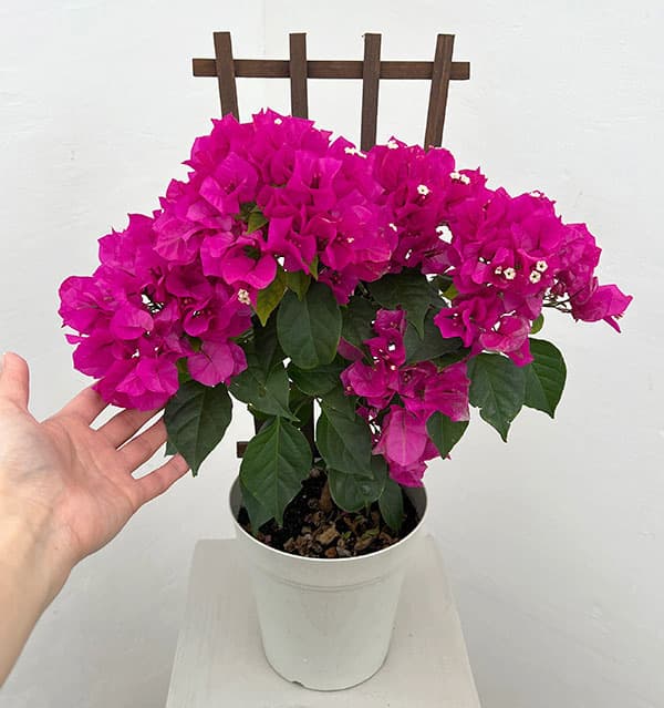 ブーゲンビレア：ベラ（濃桃色）トレリス仕立て 5号鉢植え