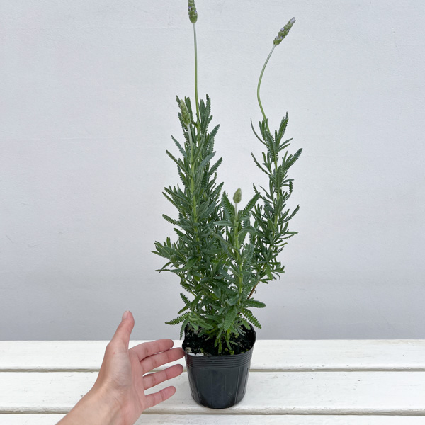 ラベンダー デンタータ 3.5号ポット