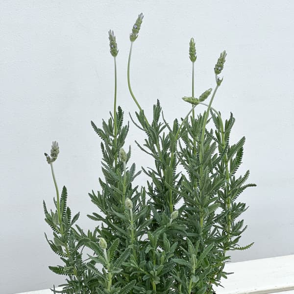 ラベンダー デンタータ 3.5号ポット