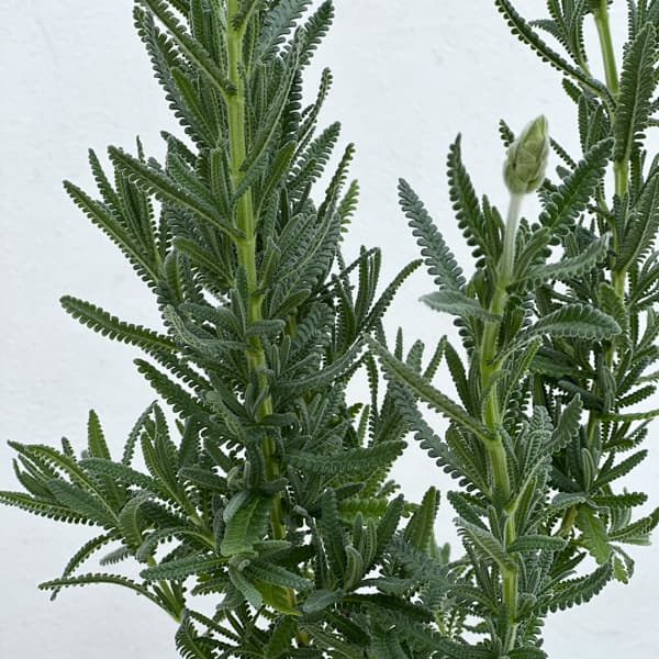 ラベンダー デンタータ 3.5号ポット