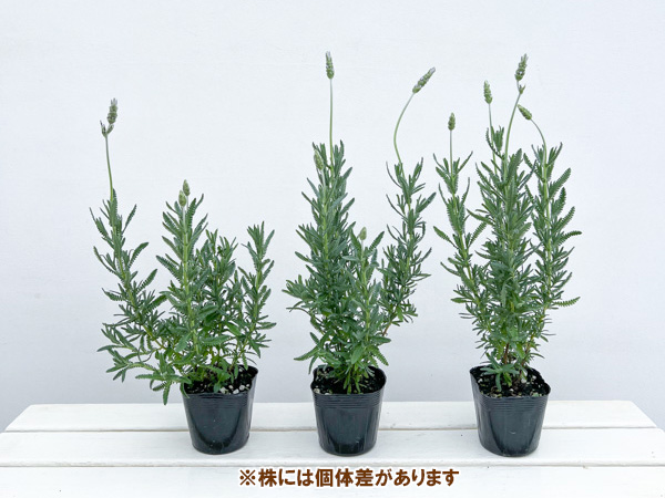 ラベンダー デンタータ 3.5号ポット